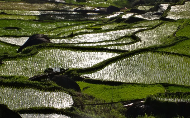 Flooded rice terraces stepping down the highland slopes at Batutumonga, Tana Toraja