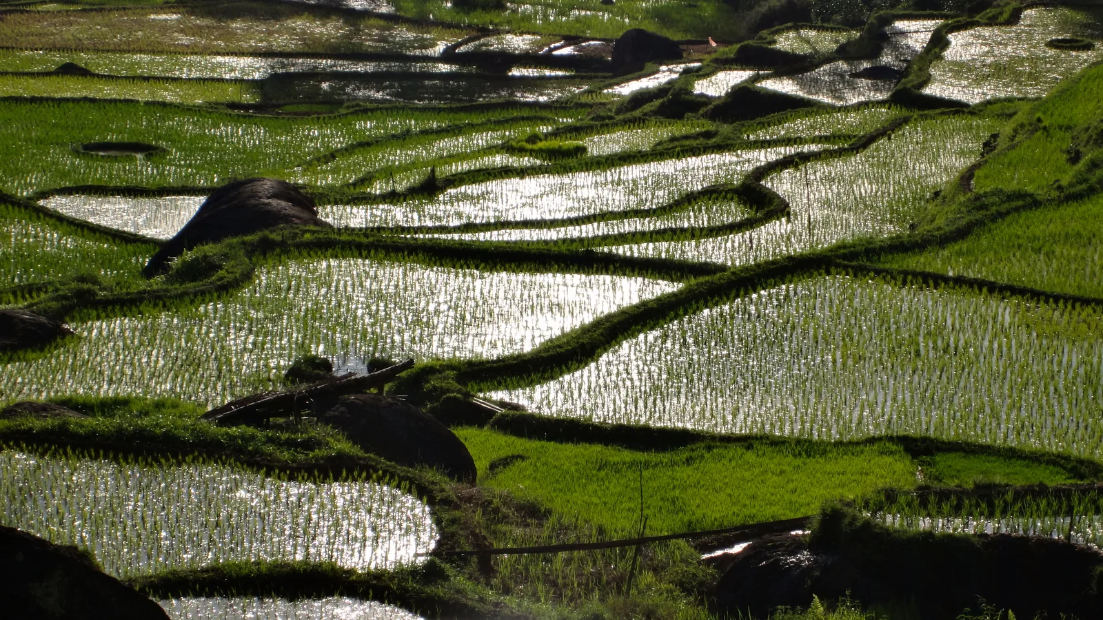 Flooded rice terraces stepping down the highland slopes at Batutumonga, Tana Toraja