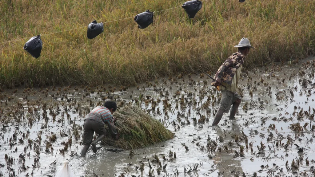 Farmers planting rice seedlings in flooded paddy fields during the Toraja planting season