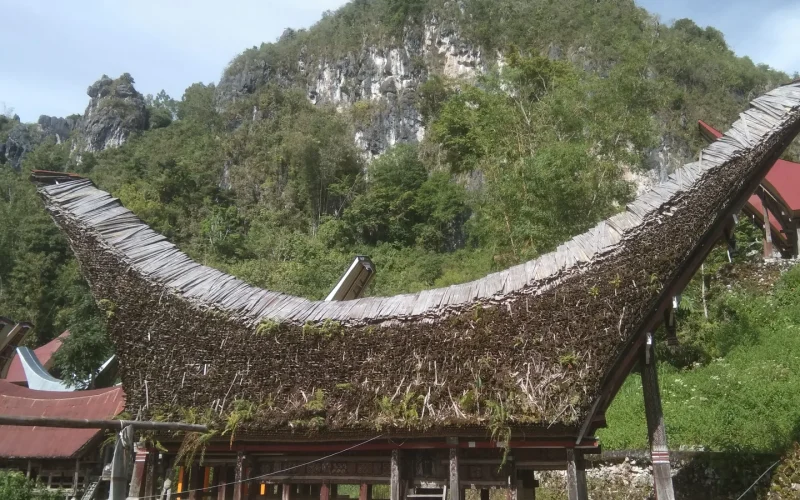 Upswept bamboo roof of a traditional Toraja tongkonan house framed by limestone karst hills