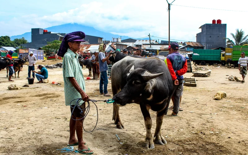 Buffalo traders and their animals at the Pasar Bolu buffalo market in Rantepao, Tana Toraja