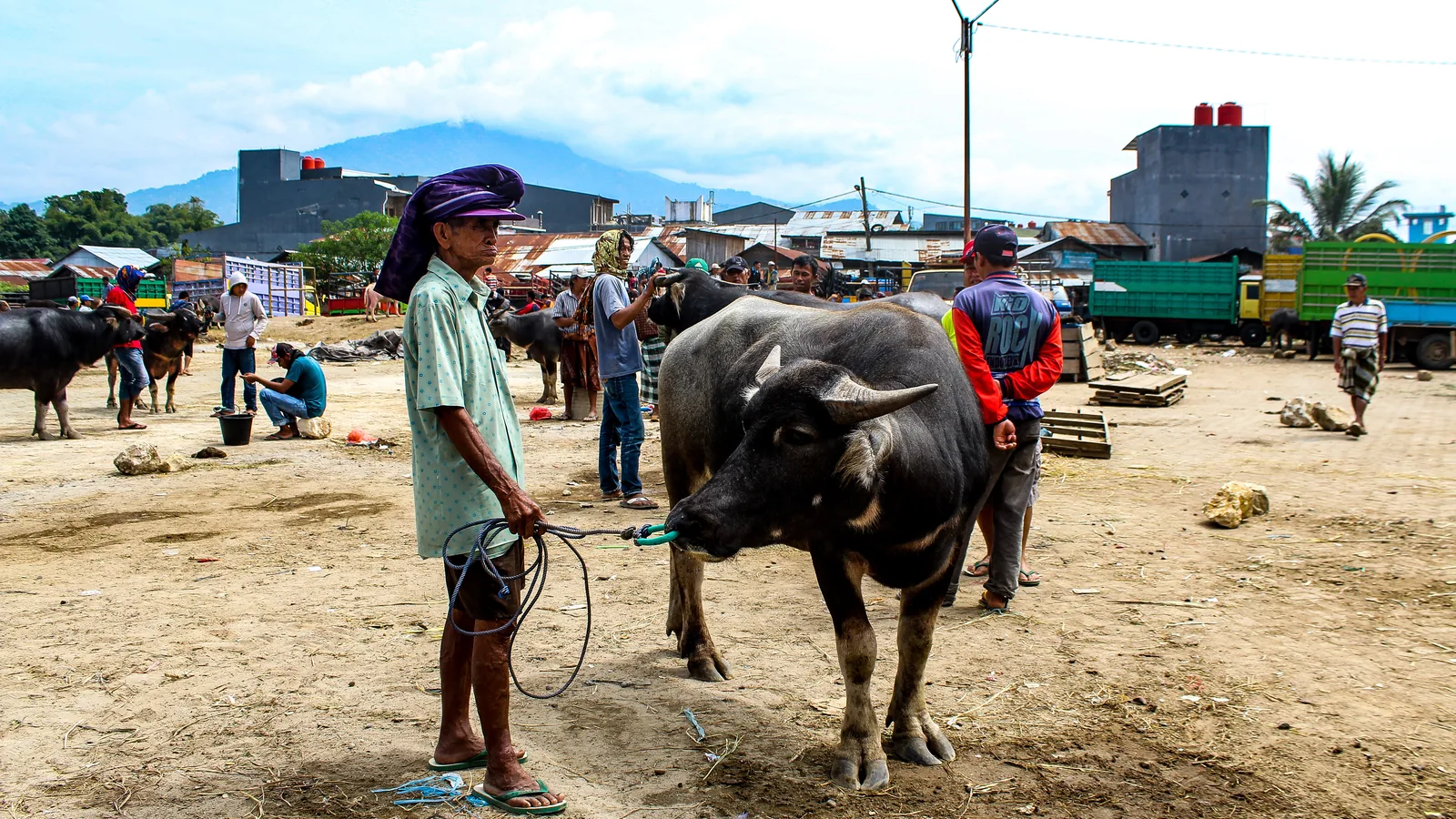 Buffalo traders and their animals at the Pasar Bolu buffalo market in Rantepao, Tana Toraja